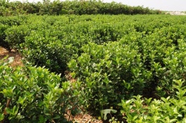 一棵爪子黄杨苗多少钱，爪子黄杨苗多少钱一棵