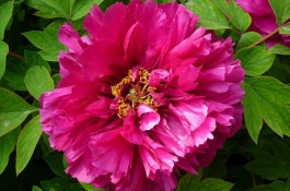 牡丹有哪些珍贵品种