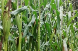 承3359玉米种介绍，承3359玉米种植要点