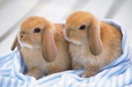 养兔子的利润如何，养兔子利润怎么样