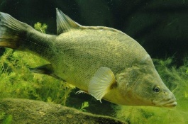 什么品种的鲈鱼苗好,什么鲈鱼苗品种好