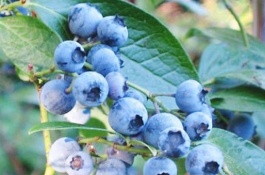 黑龙江大兴安岭有哪些特产，中国北极蓝莓