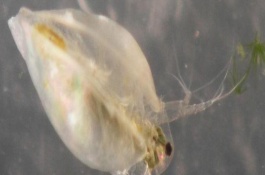 水蚤怎么养，水蚤养殖及繁殖方法