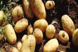大棚土豆种植时间和方法，种植土豆如何管理