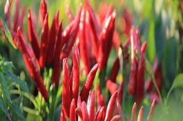 种植朝天椒时,如何确定种植密度