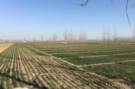 南方农村最赚钱的是什么