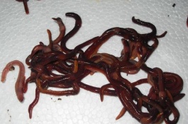 养蚯蚓的利润和销售，蚯蚓的销路