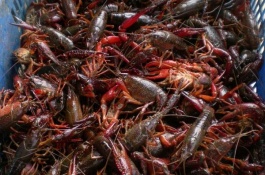 小龙虾在哪里出名,小龙虾养殖前景分析