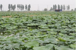 小龙虾市场会怎样，成品小龙虾供需平衡