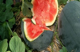 无籽西瓜产于哪里,郑抗无籽1号西瓜