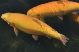 一斤金鳟鱼的市场价格是多少,金鳟鱼食用价值