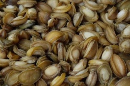 什么品种的鲍鱼苗好,大连1号鲍鱼