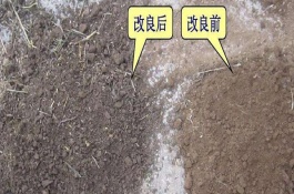 怎样改良土壤，土壤消毒杀菌用什么