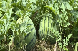 西瓜从播种到结果需要多久，西瓜的生长期包括哪些阶段