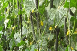 温室种植蔬菜赚钱吗，大棚种植蔬菜利润