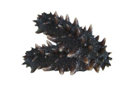 霞浦海参产地在哪里,霞浦海参是哪里的特产