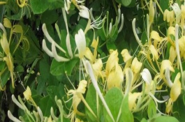 金银花和二花的区别，金银花茶具体功效