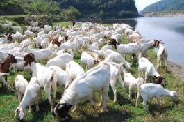 乌鸡一斤多少钱，乌鸡养殖前景分析