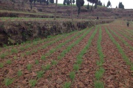 一株黄花菜苗多少钱，黄花菜种植前景