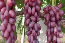 巨盛一号葡萄品种介绍，巨盛一号葡萄属于欧亚种