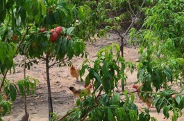 新手养鸡哪个品种比较好