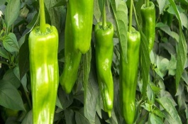 魔鬼辣椒有多辣，魔鬼辣椒盛产于印度东北部山区