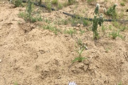 沙土地种什么，沙土地有什么特点