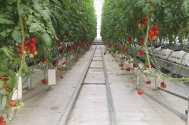 农村养什么赚钱,养绿壳蛋鸡