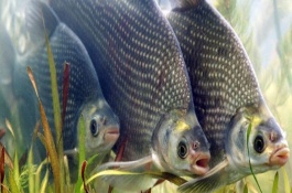 湖北鄂州有哪些著名的特产