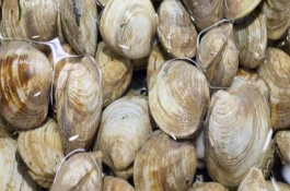 黄沙蛤的产地在哪里,蚬子品种有哪些