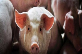 养猪人工授精的技巧，人工操作关键点