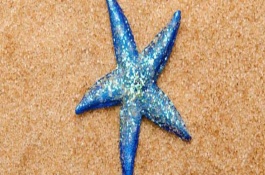 海星吃什么食物，海星的品种分类