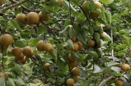 五大无核葡萄品种适合北方种植，适合北方种植的五大无核葡萄品种