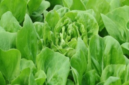 无公害蔬菜的栽培技术