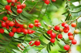 红豆杉的经济价值很高，为什么很少有农民愿意种植，红豆杉的种植技术较难掌握