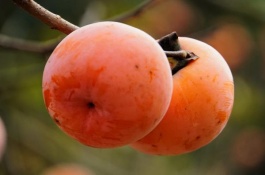 七变神柿苗一株多少钱，七变神柿有何特点