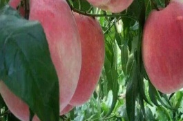 桃李是什么季节的水果