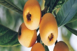 一株特小凤西瓜苗多少钱，特小凤西瓜种植前景分析