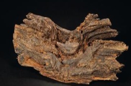 沉香木和沉香的区别，沉香的形成条件