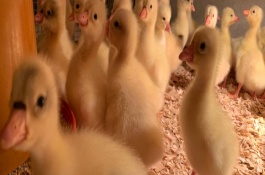 纯种三花鹅苗特征，三花鹅简介