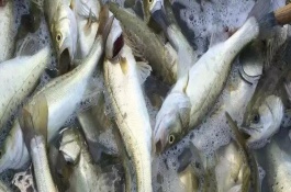 钓鲈鱼是浮钓还是沉底