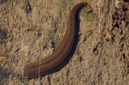 水蛭养殖能赚钱吗，水蛭养殖能赚钱吗