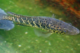 红鱿鱼的产地在哪里,红鱿鱼产地是在哪里