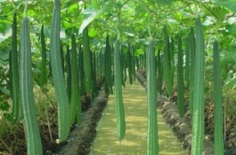 哪个品种的丝瓜产量高