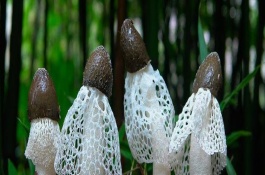 竹荪产地在哪里，竹荪生长环境
