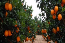 一斤心形西瓜多少钱，心形西瓜多少钱一斤