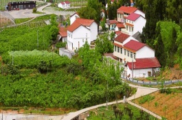 家里种植的西红柿在苗期徒长，我该怎么办