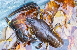 一亩小龙虾养殖的投资成本是多少,养殖小龙虾前景怎么样