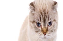 折耳猫有哪些遗传病，呼吸道疾病