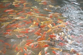 金鱼的尾巴有什么作用，金鱼尾巴的作用